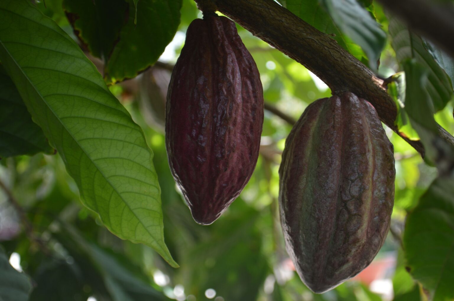 Deux cabosses de cacao mûres sur un cacaoyer